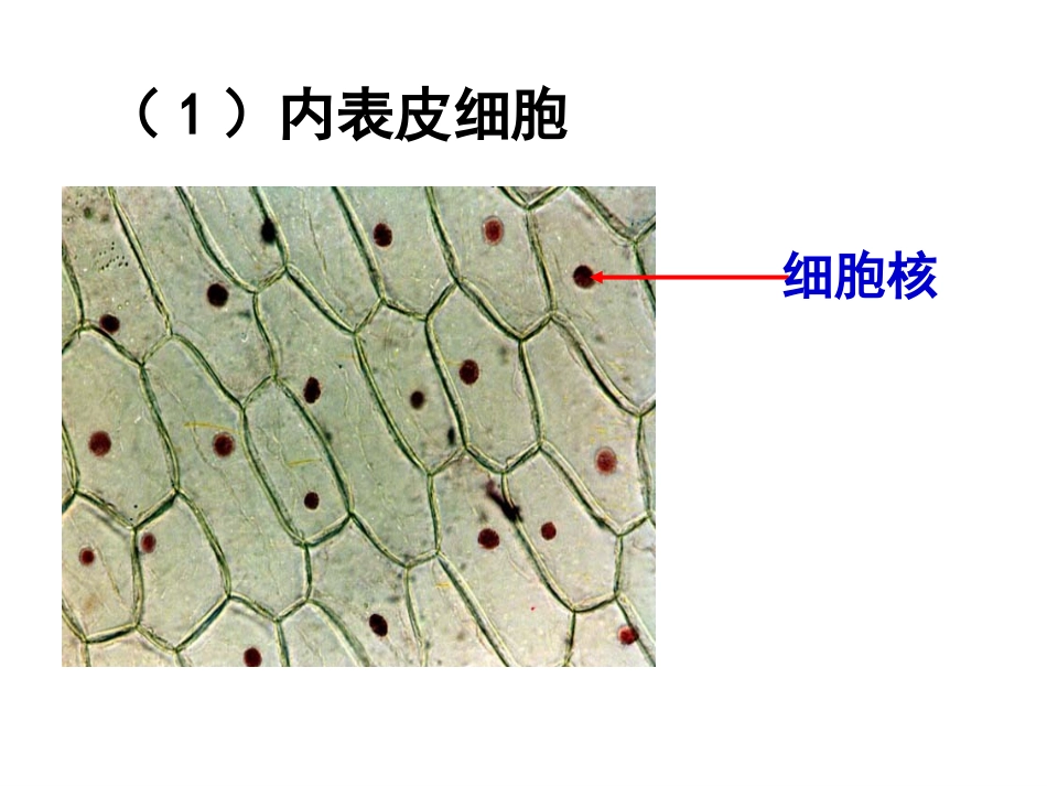 2010年第二节-植物细胞2_第2页