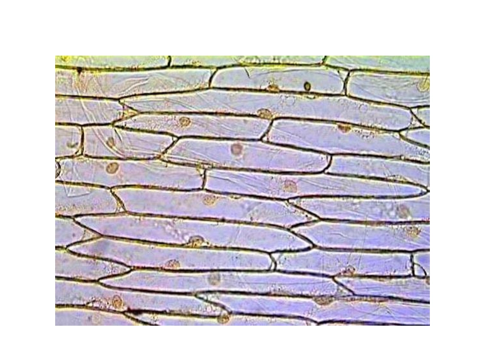 2010年第二节-植物细胞2_第3页