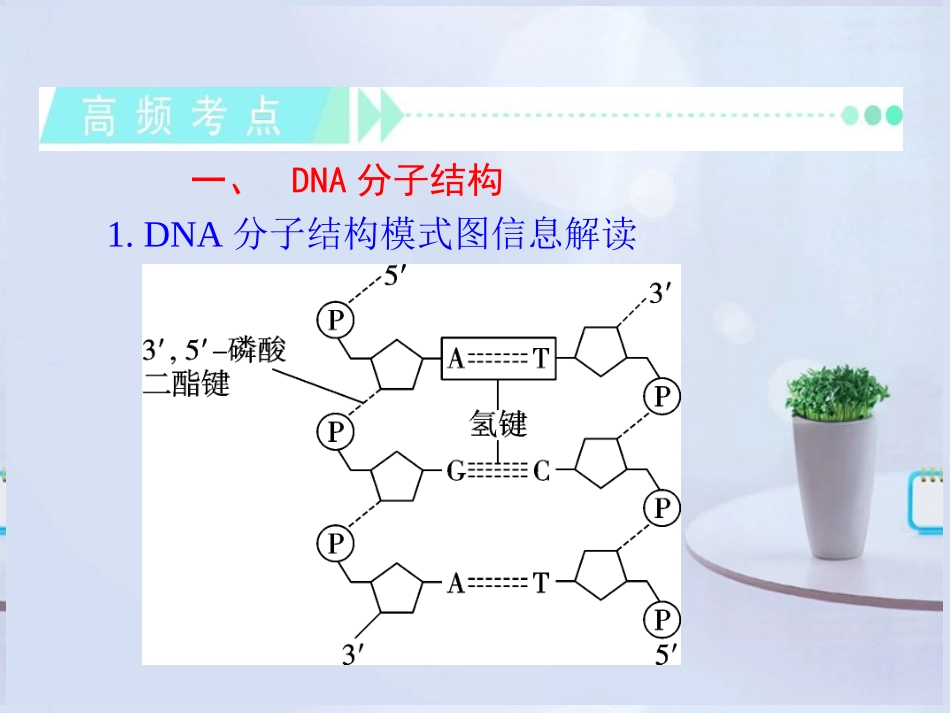 2013届高考生物第一轮高频考点-第6讲-DNA分子的结构、复制及基因是有遗传效应的DNA片段复习课件-新人教版_第3页