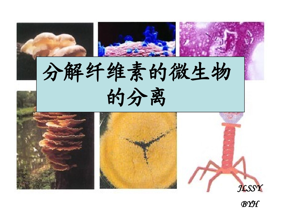 课题3-分解纤维素的微生物的分离_第1页