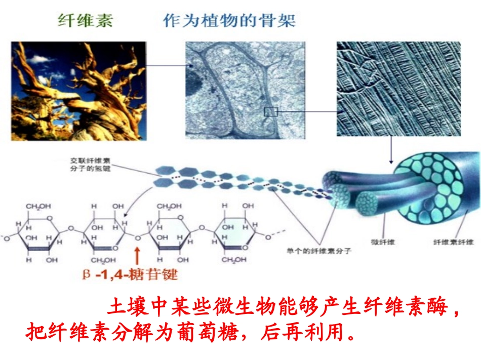 课题3-分解纤维素的微生物的分离_第3页