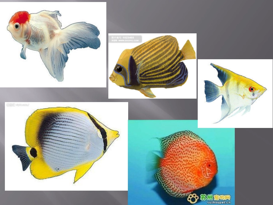 人教版小学美术一年级上册《鱼儿游游》课件》_第3页