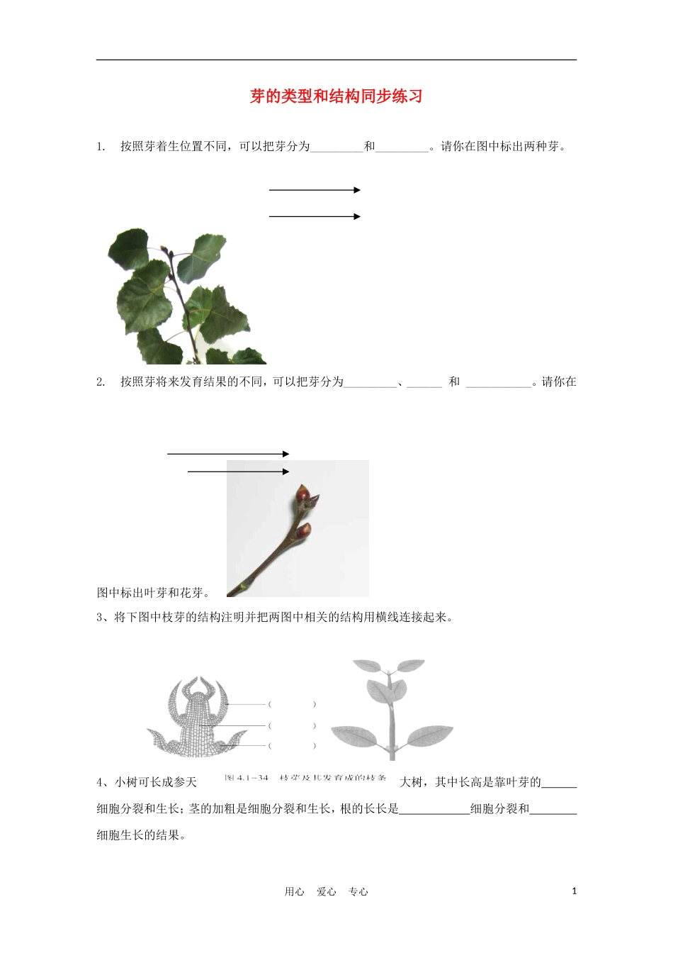 八年级生物上册《芽的类型和结构》同步练习1-济南版_第1页