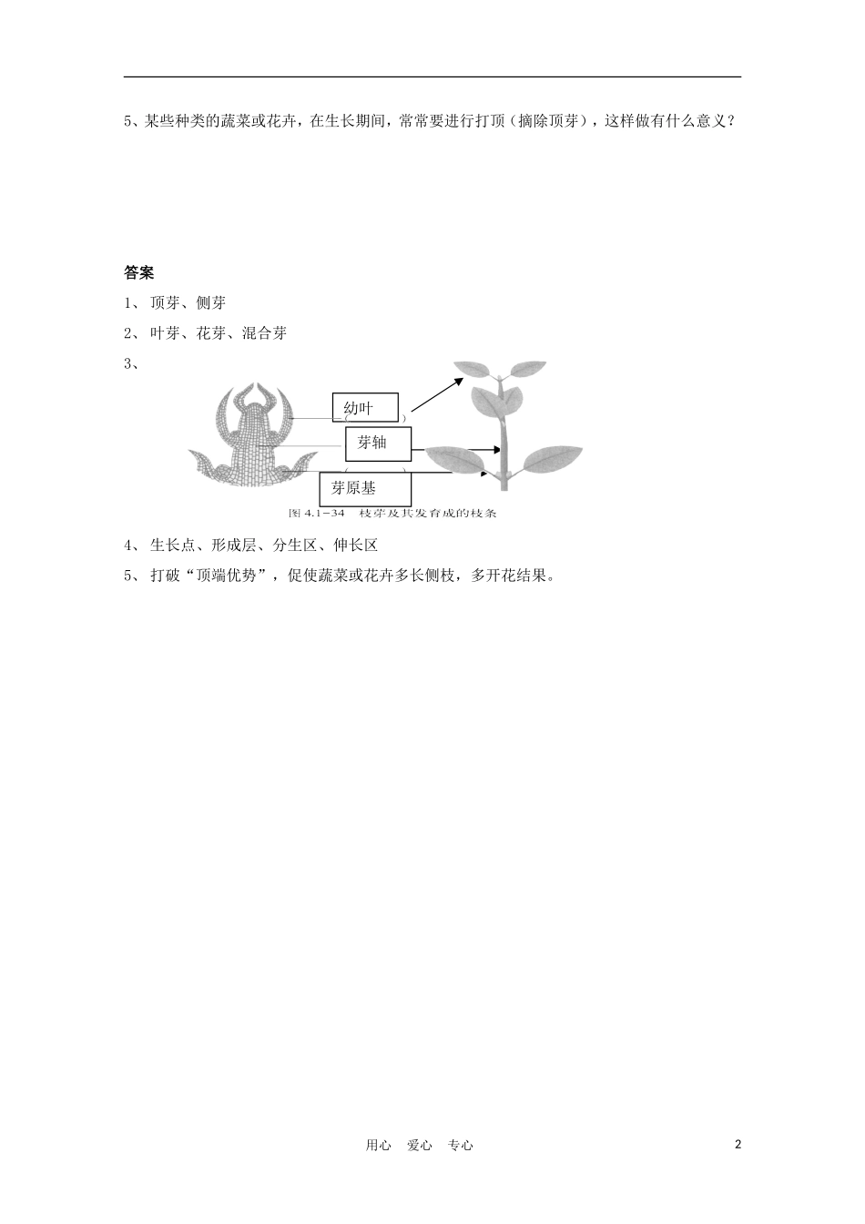 八年级生物上册《芽的类型和结构》同步练习1-济南版_第2页