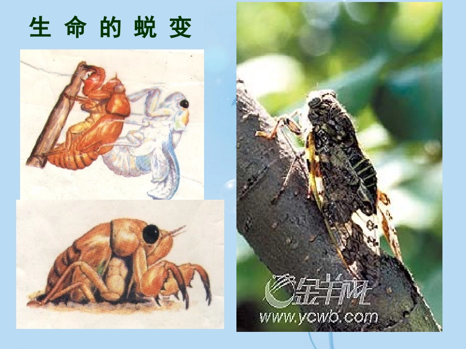 安徽省阜南县三塔中学七年级语文上册-短文两篇课件-新人教版_第3页