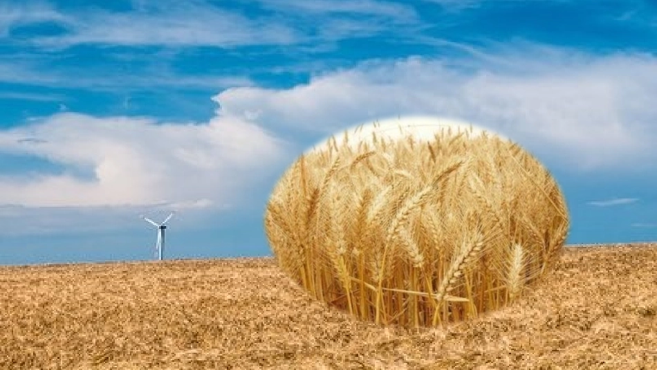 科技发展之窗-农业的绿色革命_第3页