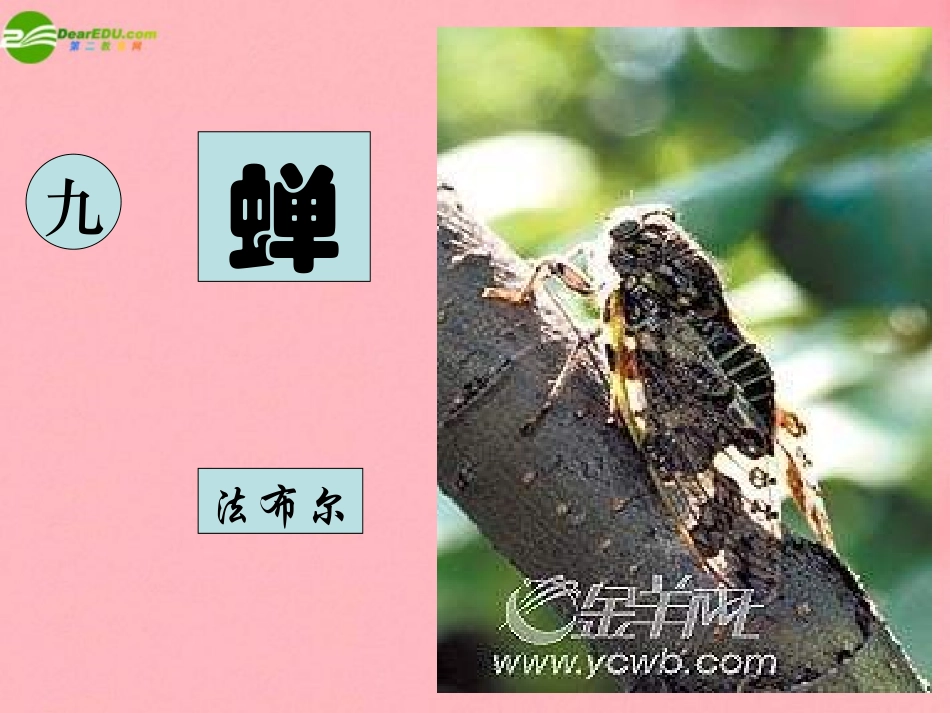七年级语文下册-蝉课件-语文版_第2页