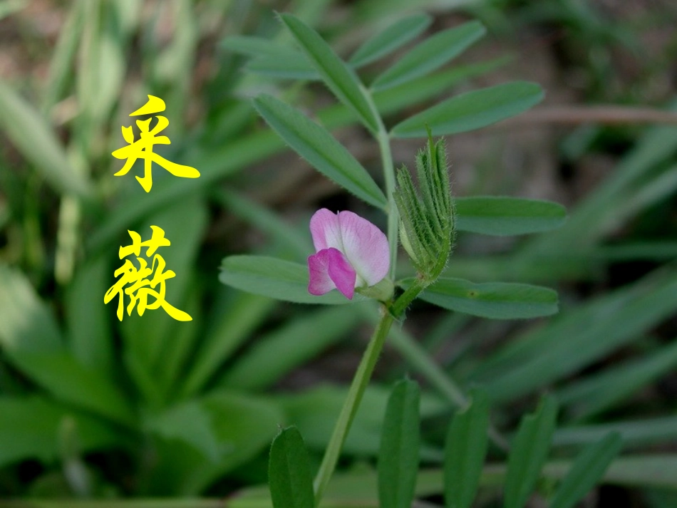 《采薇》课件2_第1页