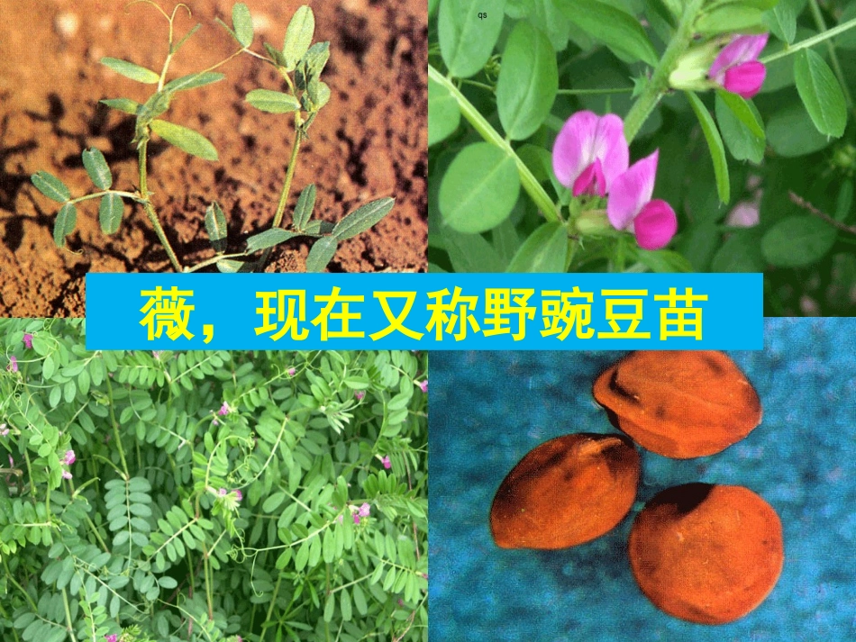 《采薇》课件2_第3页