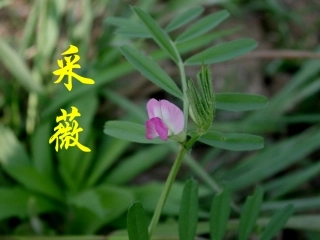 《采薇》课件2