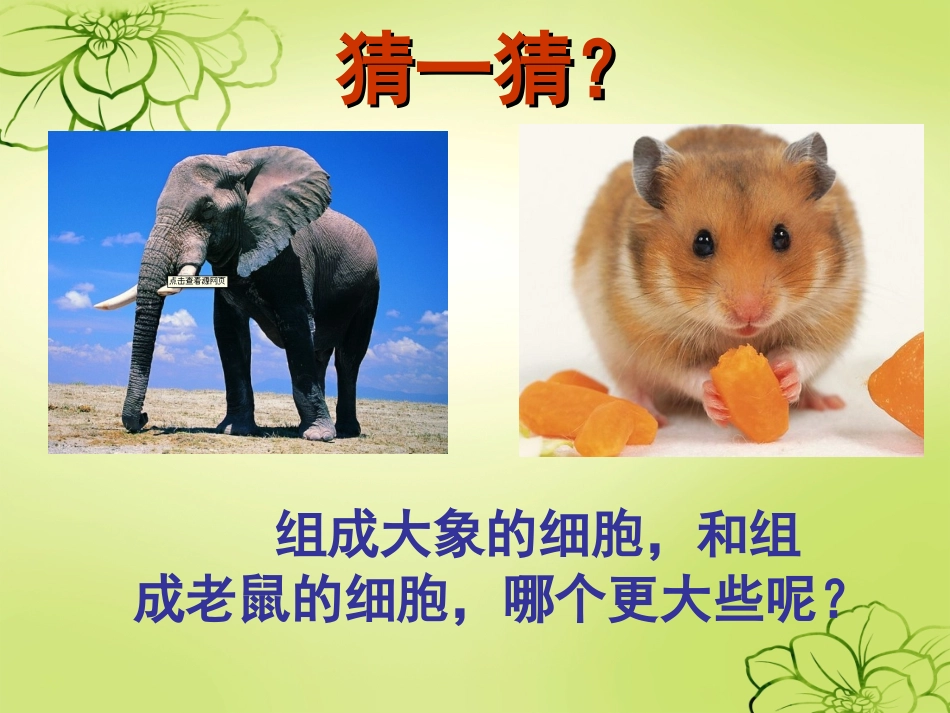 第一节细胞的增殖_第2页