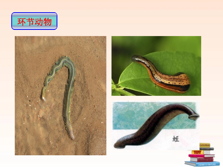 《1-动物的主要类群》课件_第2页