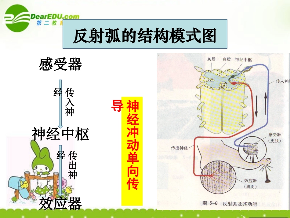 高中生物-5.2《神经系统中信息的传递和调节》课件(1)-沪科版第二册_第3页