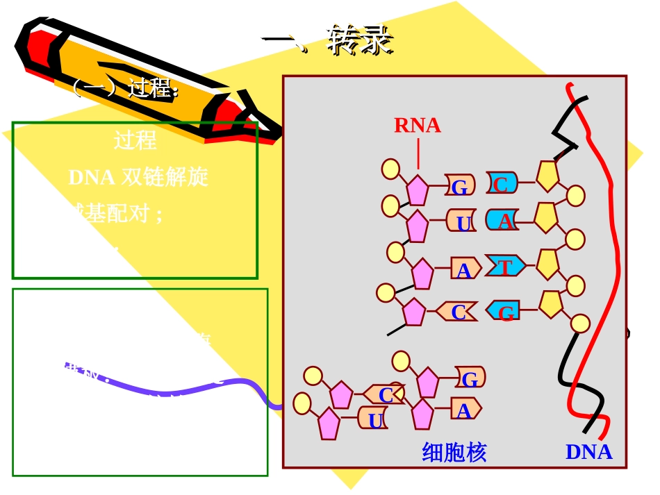 高一生物：6.2《蛋白质合成》课件(3)(沪科版第二册)_第3页