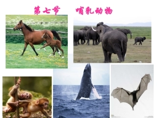 第七节-哺乳动物