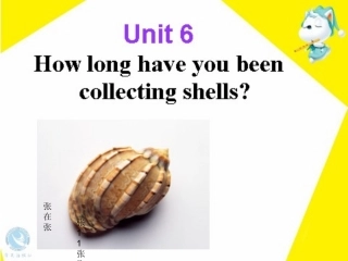 安徽省亳州市风华中学八年级英语-Unit-6-How-long-have-you-been-collecting-shells-Section-A-Period-Two-