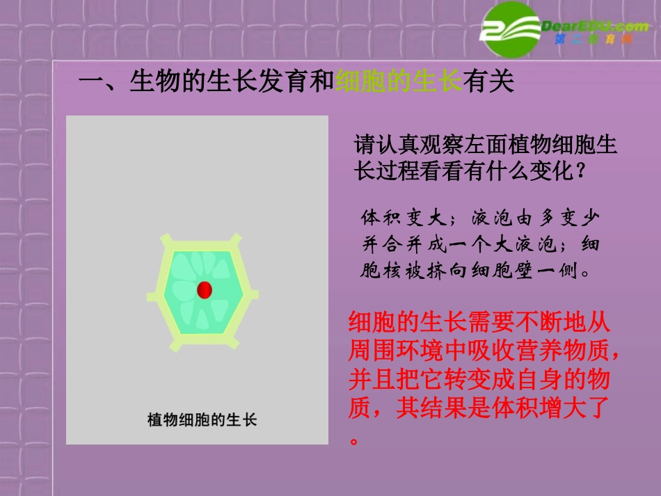 高中生物-6.2《细胞的分裂和分化》课件-新人教版必修1_第3页