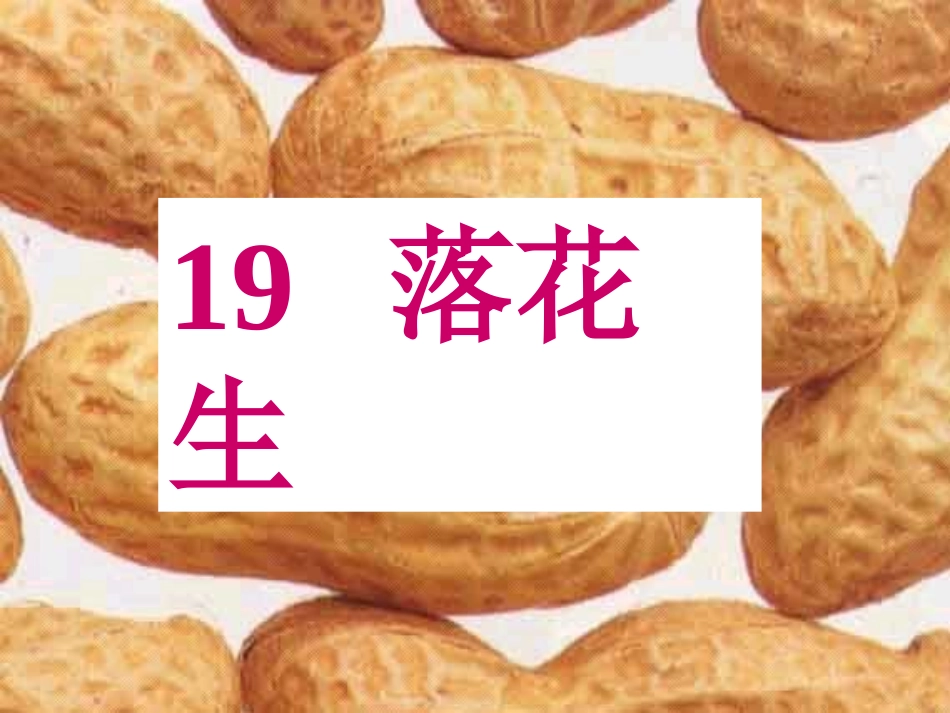《落花生》ppt课件3_第1页