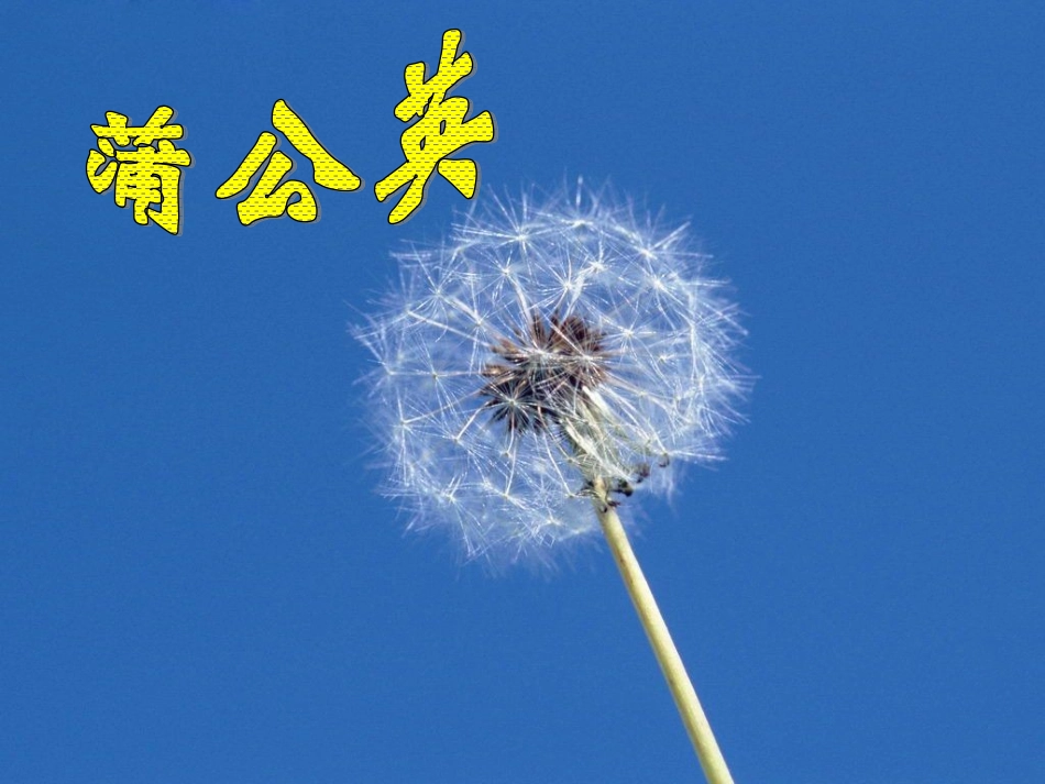 苏教版三上8《蒲公英》_第2页