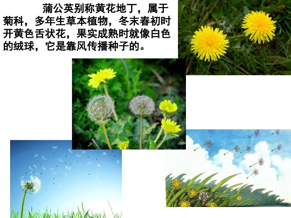 苏教版三上8《蒲公英》_第3页