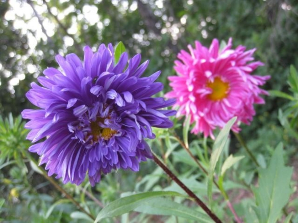 云南省红河州弥勒县庆来学校高一生物《第1节-物质跨膜运输实例》课件_第1页