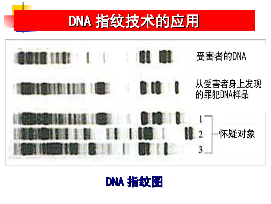 2.3-遗传信息的携带者-核酸-课件-邓飞_第3页