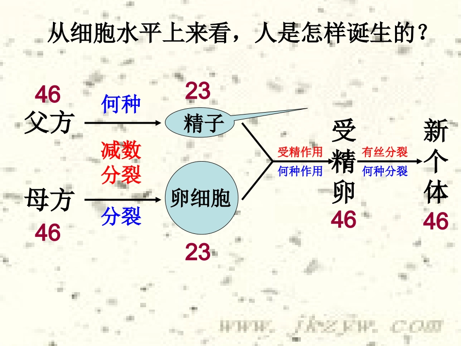 生殖细胞的形成_第1页