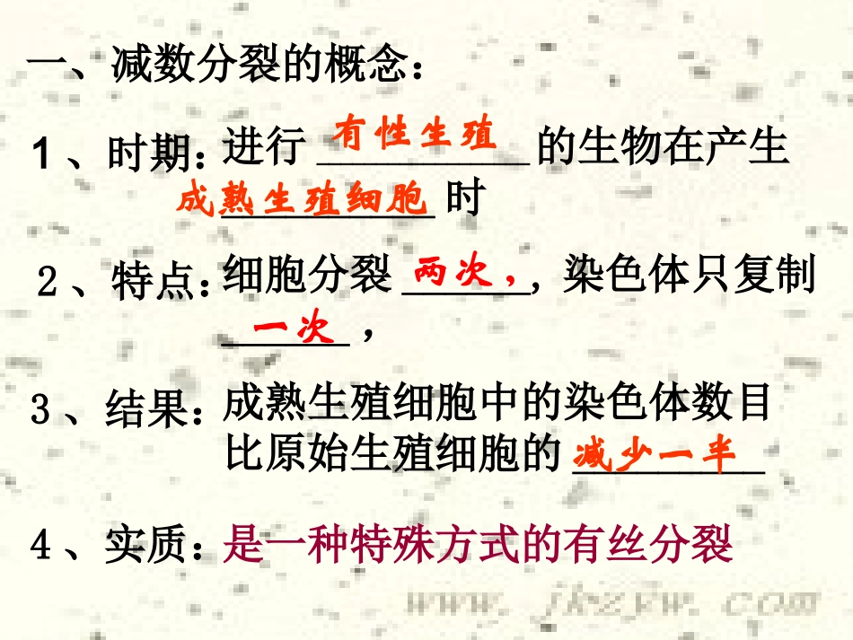 生殖细胞的形成_第3页