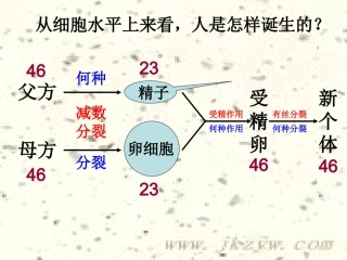 生殖细胞的形成