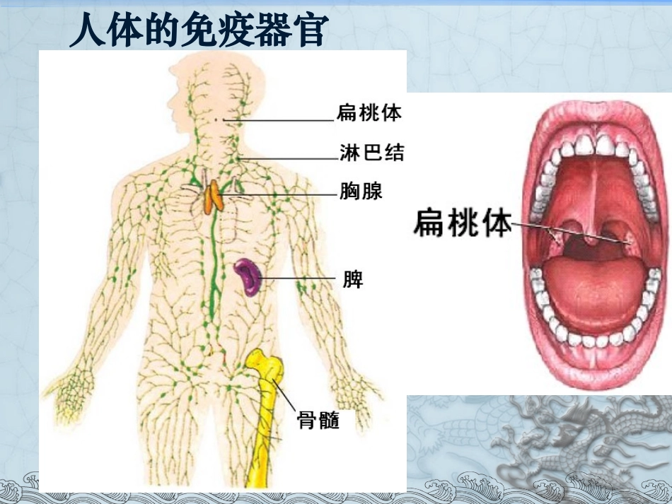 免疫调节(用)_第3页
