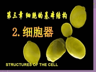 高中生物-3.2《细胞器——系统内的分工合作》课件-新人教版必修1