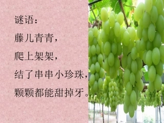 10葡萄沟课件