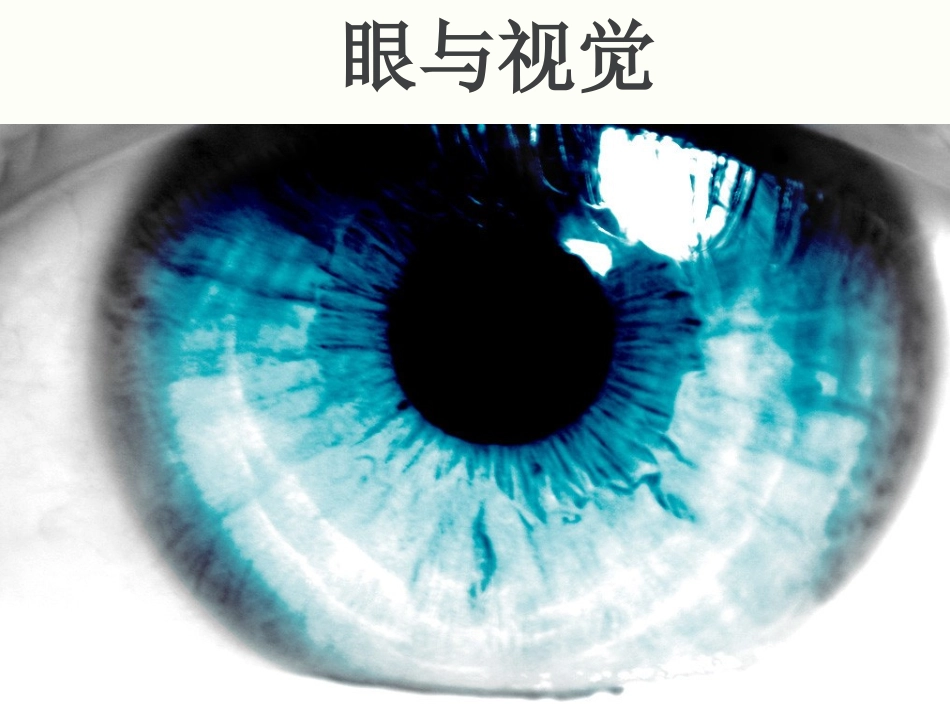 《眼与视觉》课件1_第1页