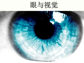 《眼与视觉》课件1