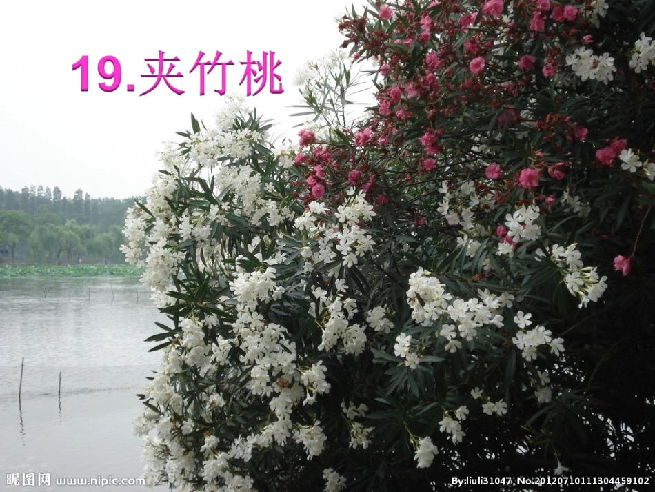 19、夹竹桃(课件).ppt2_第1页