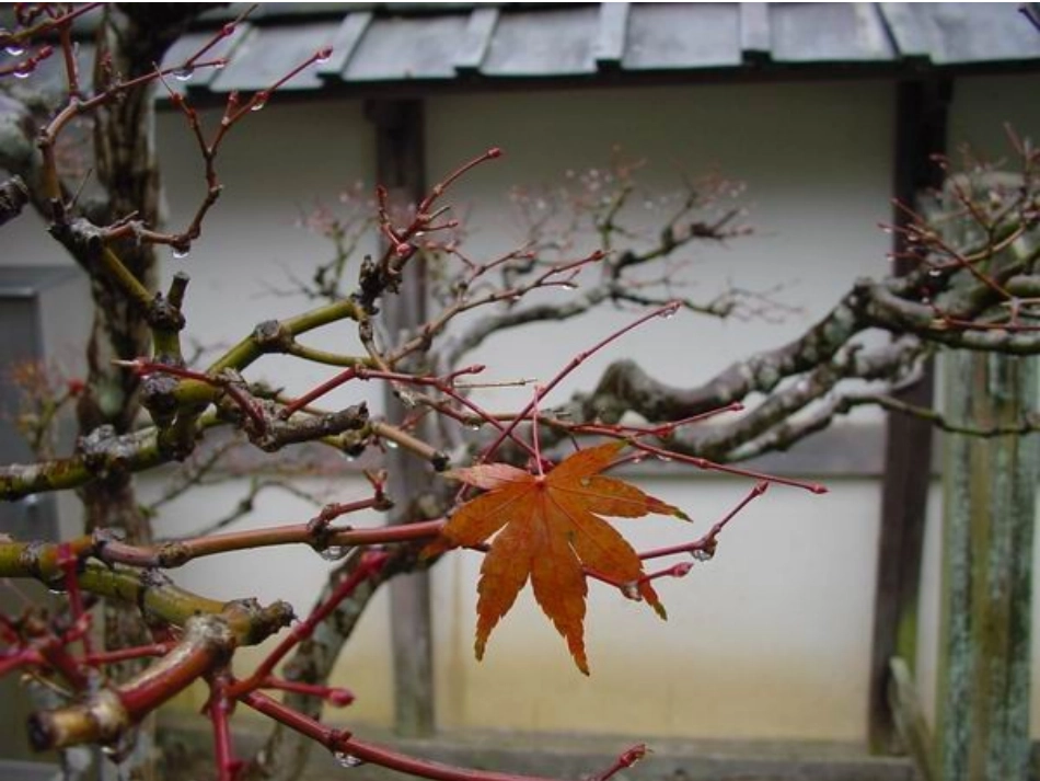 3.3《其他植物激素》课件-罗远梅_第1页