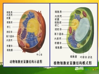 高中生物：第三章第二节细胞器-系统内的分工合作复习课件人教版必修1