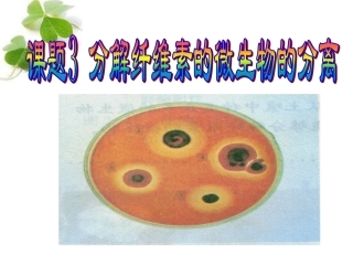 课题3-分解纤维素的微生物的分离-(2)