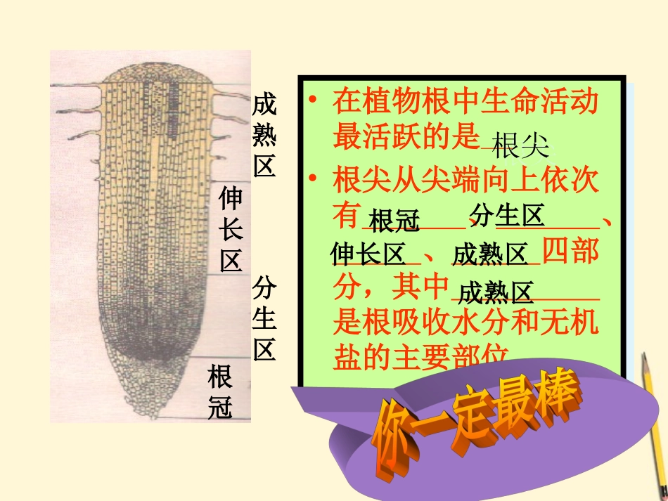 七年级生物上册《植物生长需要水和无机盐》课件-苏教版_第2页