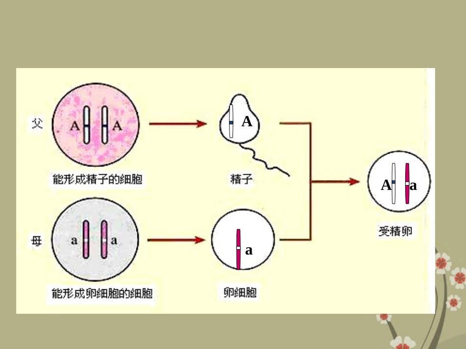 新疆吐鲁番市第五中学八年级生物下册-7.2.3《基因的显性和隐性》课件-新人教版_第2页