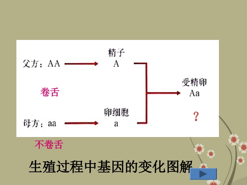 新疆吐鲁番市第五中学八年级生物下册-7.2.3《基因的显性和隐性》课件-新人教版_第3页