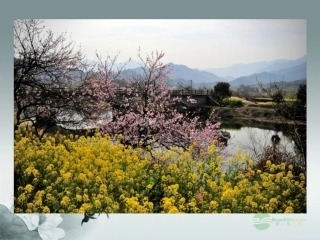 江苏省常州市翠竹中学七年级生物《被子植物》课件-人教新课标版