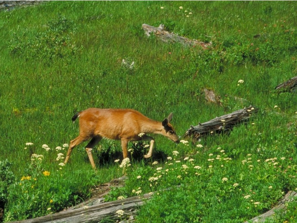 《语文百草园一》课件_第3页