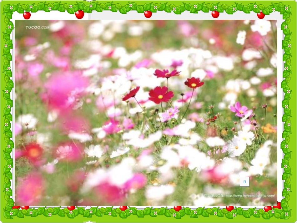 四年级语文《种一片太阳花课件》_第1页