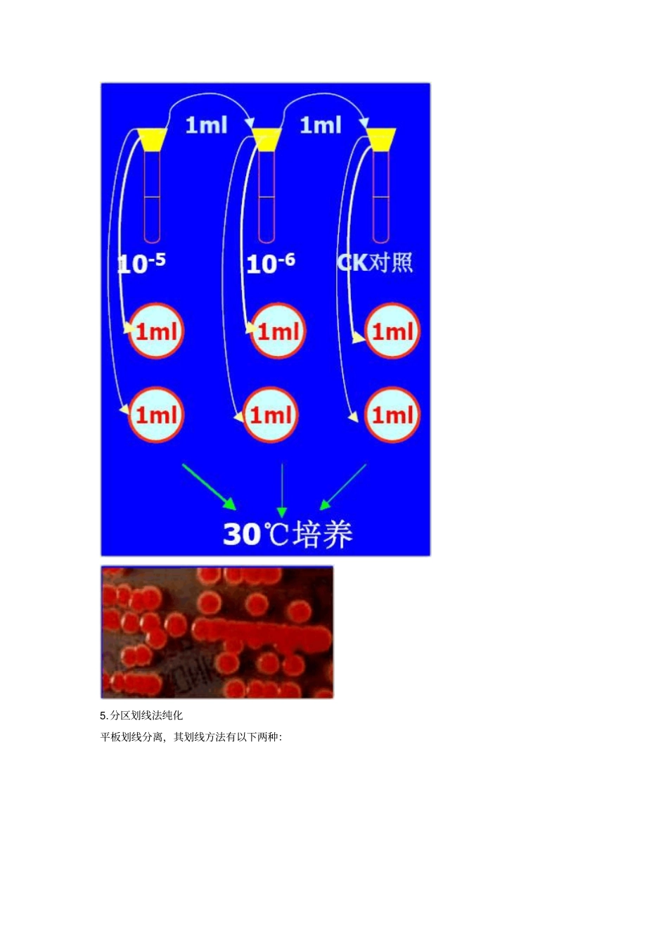 土壤微生物分离纯化及测数_第3页