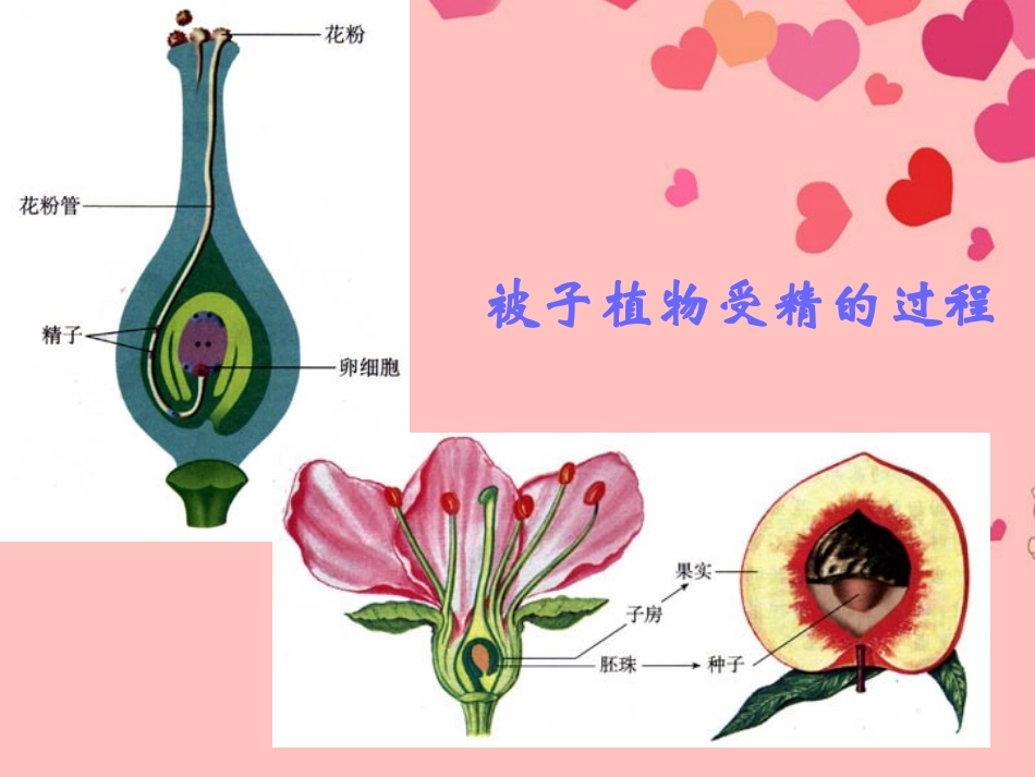 天津市佳春中学七年级生物《人的生殖》课件_第2页