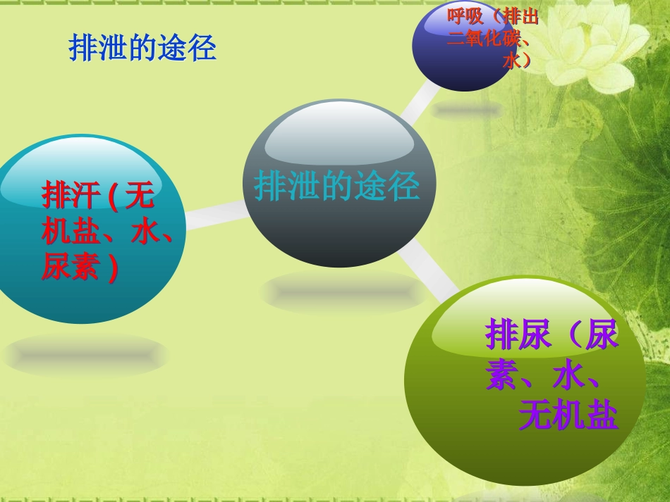 课件尿液的形成和排出_第3页