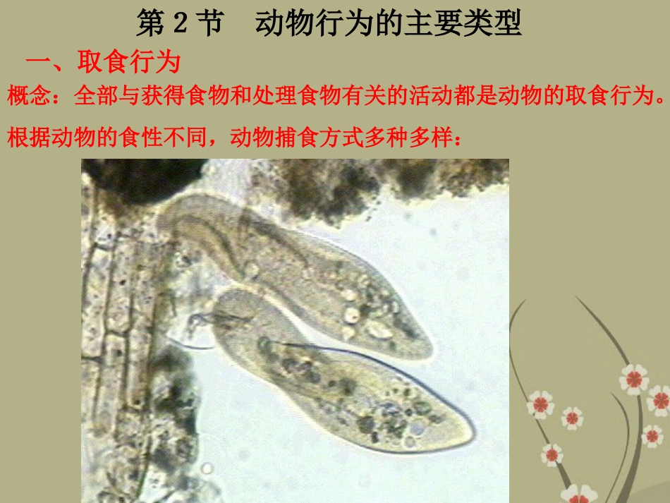 广东省梅州市五华县城镇中学八年级生物上册《动物行为的主要类型》课件-北师大版_第3页