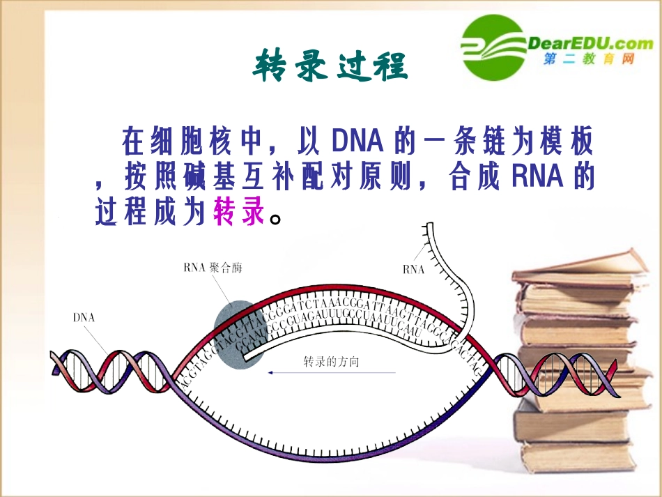 高中生物基因控制蛋白质的合成课件苏教版必修2_第3页