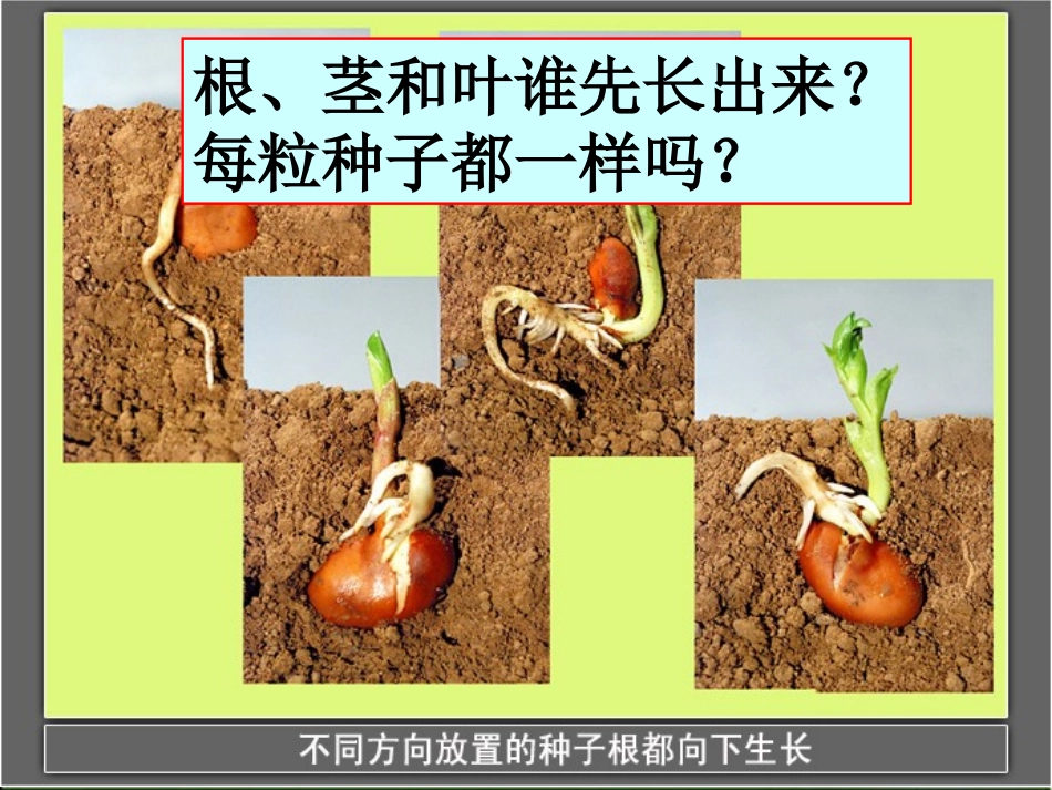 《我们先看到了根》教学课件_第2页